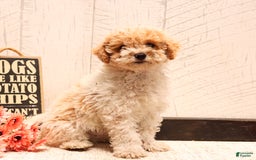 Bichpoo dogs for sale: Pickles - Image 1