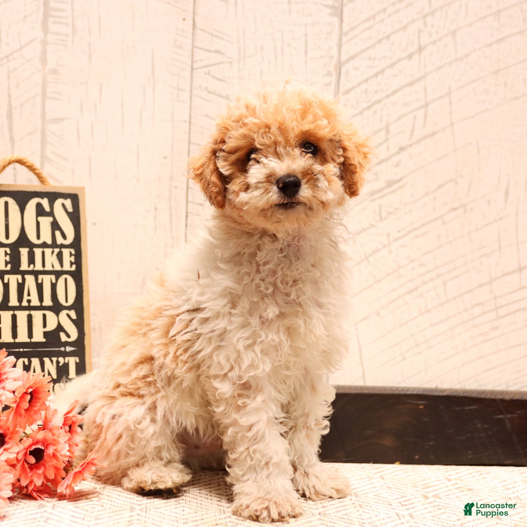 Bichpoo dogs for sale: Pickles - Image 1
