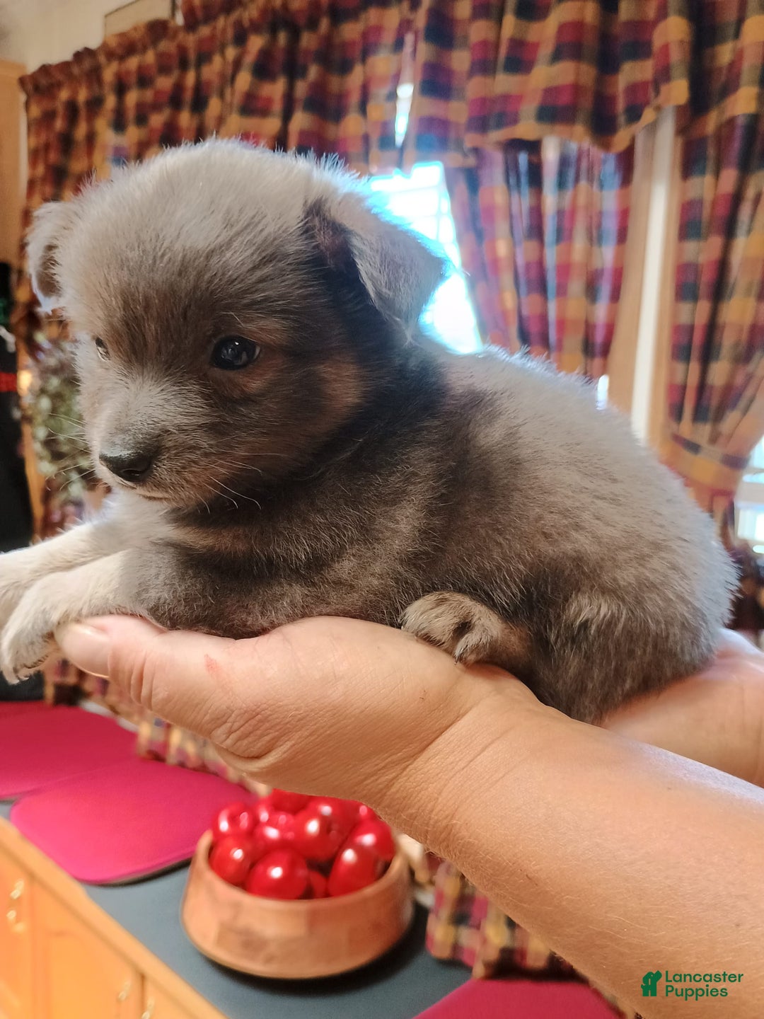 Chihuahua dogs for sale: Rocky Silver Blue - Image 2