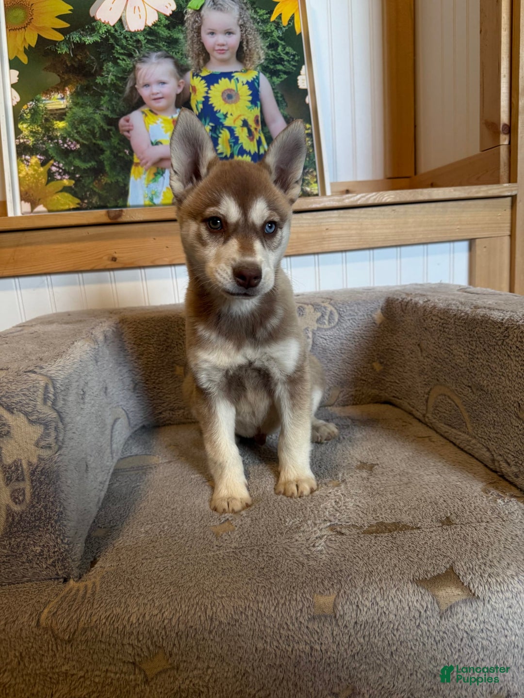 Alaskan Klee Kai dogs for sale: Blue Collar - Image 1