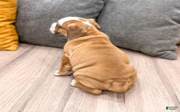 Beabull dogs for sale: Domino - Image 3
