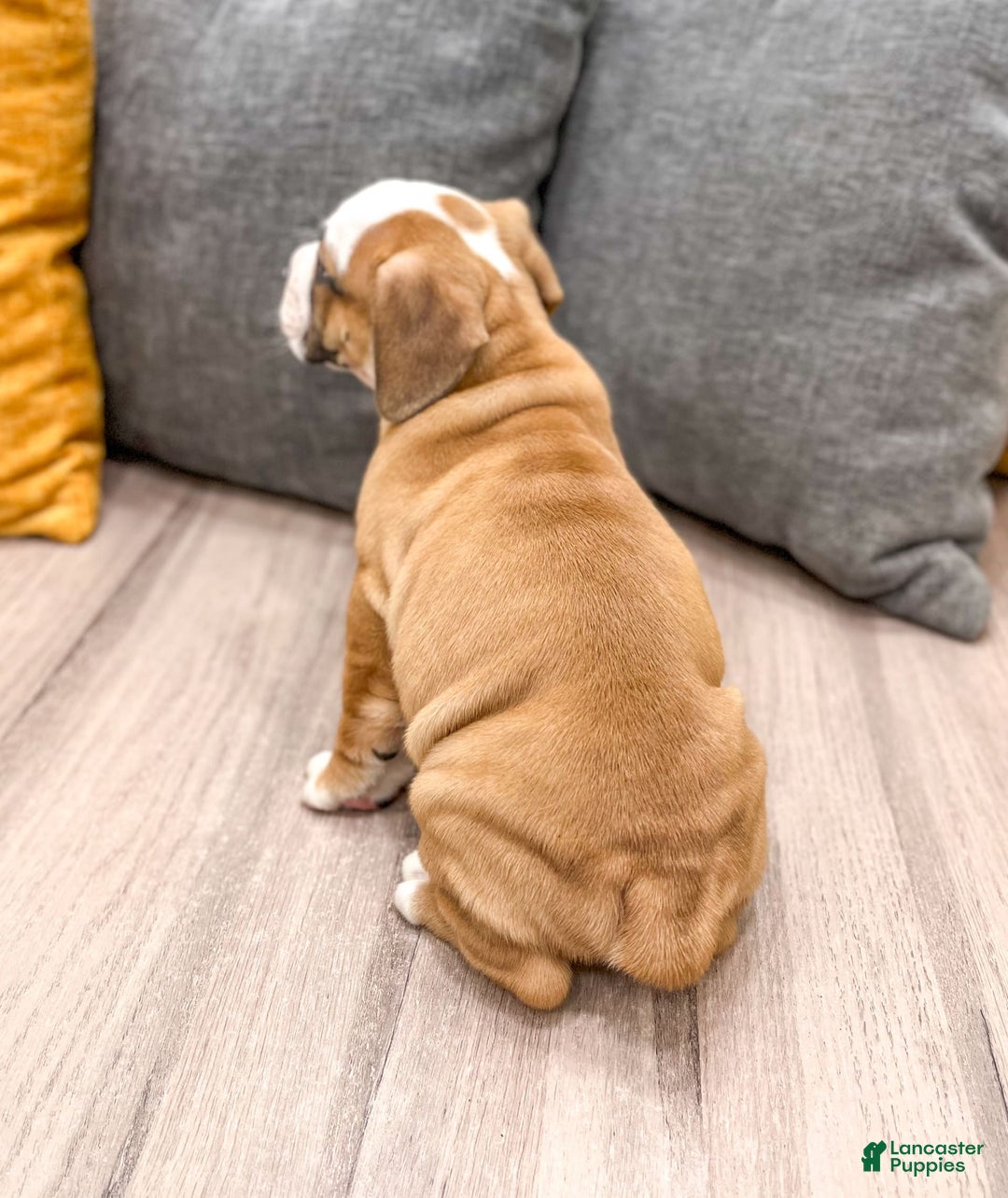 Beabull dogs for sale: Domino - Image 3