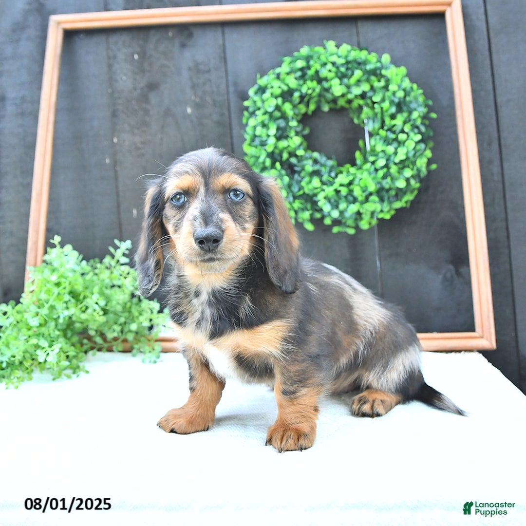 Dachshund dogs for sale: Kiki - Image 3