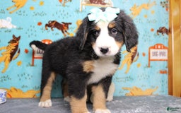 Bernese Mountain Dog dogs for sale: Pebbles - Image 41