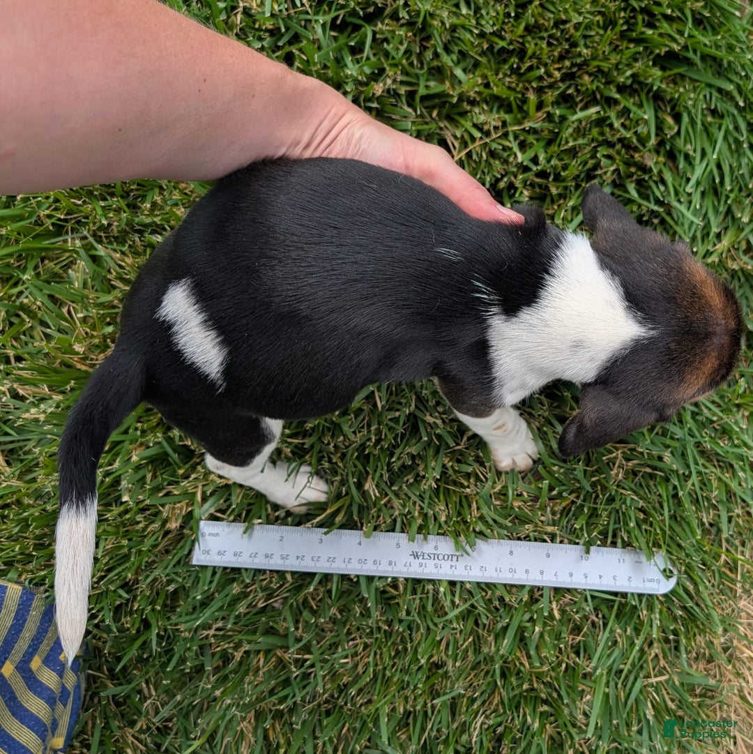 Beagle dogs for sale: Amarena - Image 2