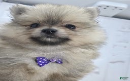 Pomeranian dogs for sale: Love-a-lot Bear - Image 5