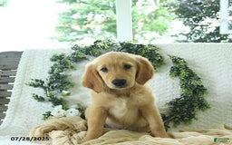 Golden Retriever dogs for sale: Ava - Image 7