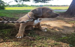American Bully dogs for sale: Diesel - Image 9