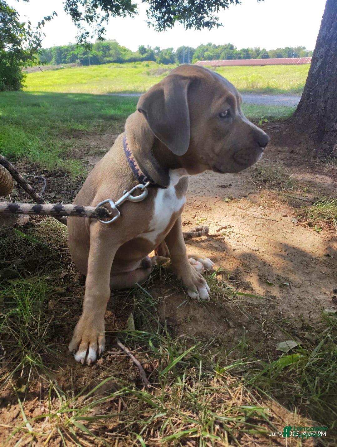 American Bully dogs for sale: Diesel - Image 9