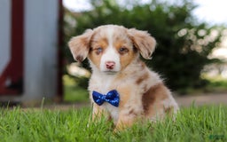 Mini Bernedoodle dogs for sale: Yeti - Image 2