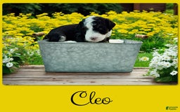 Bernedoodle dogs for sale: Cleo - Image 2