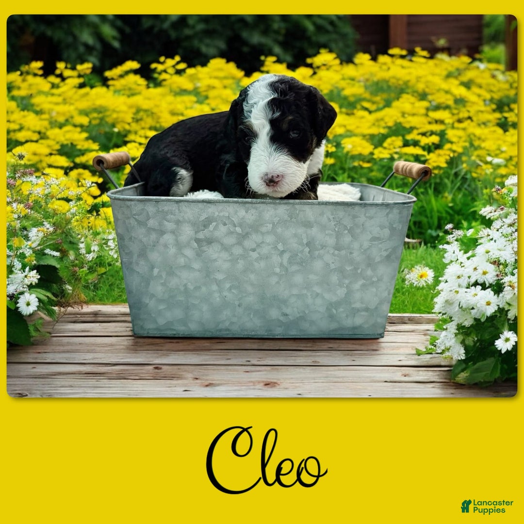 Bernedoodle dogs for sale: Cleo - Image 2
