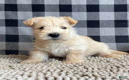 Scottish Terrier dogs for sale: Shelby - Image 5