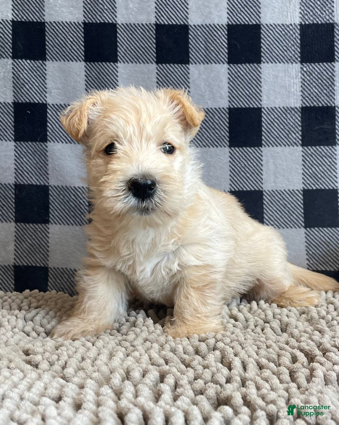 Scottish Terrier dogs for sale: Shelby - Image 5