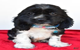 Cocker Spaniel dogs for sale: Pudge - Image 4