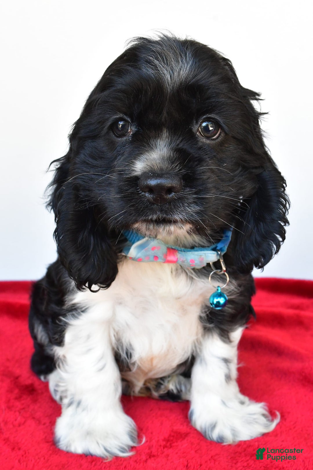 Cocker Spaniel dogs for sale: Pudge - Image 4