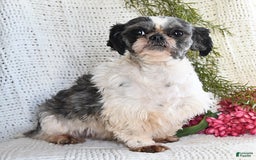 Shih Tzu dogs for sale: Mocha - Image 17