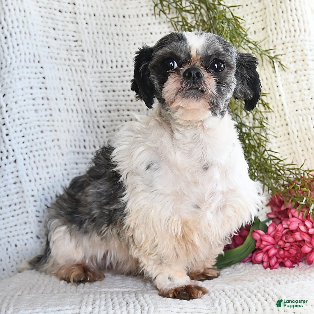 Shih Tzu dogs for sale: Mocha - Image 17