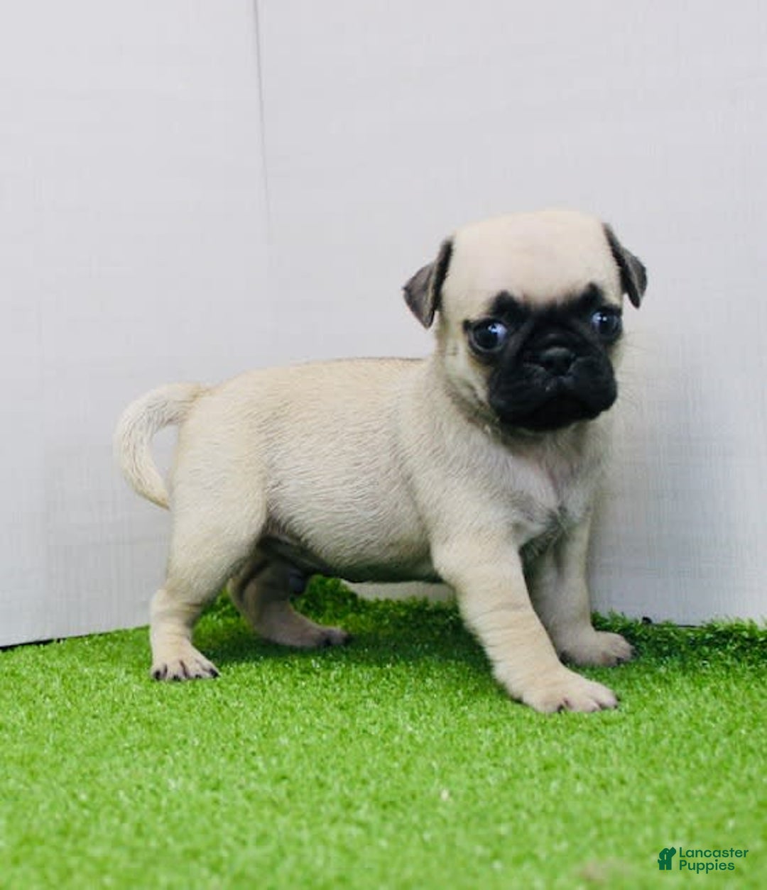 Pug dogs for sale: Max - Image 2
