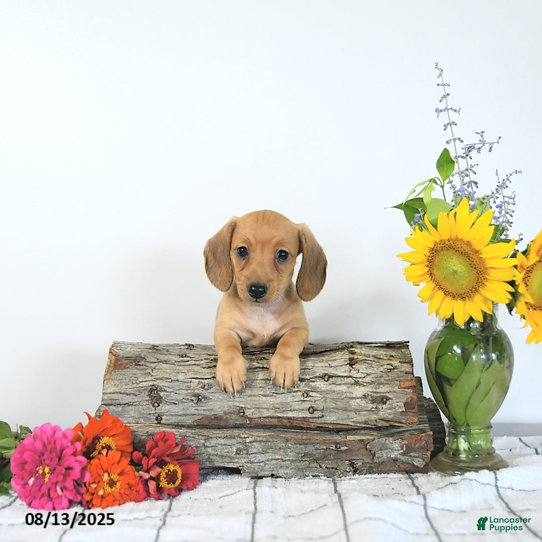 Miniature Dachshund dogs for sale: Macey - Image 5