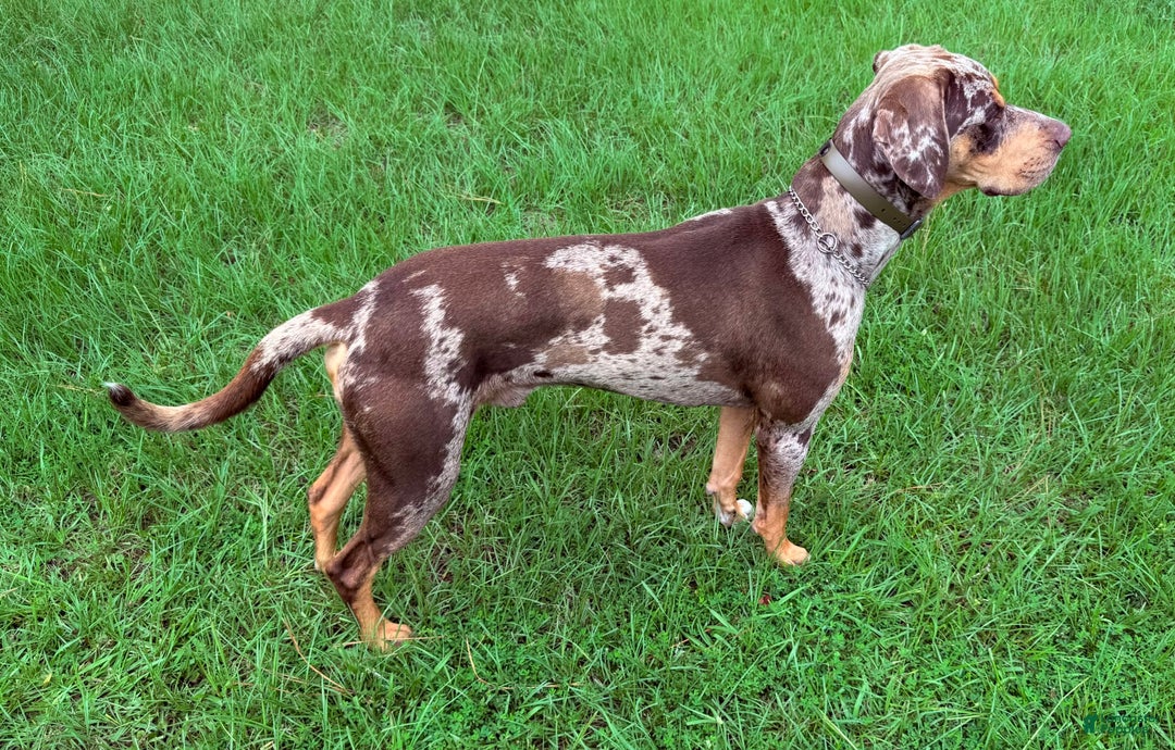 Catahoula Leopard Dog dogs for sale: Red - Image 5