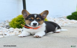 Welsh Corgi Pembroke dogs for sale: Tilly - Image 2