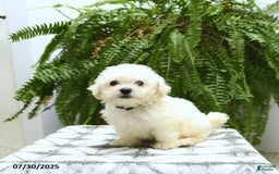 Bichon Frise dogs for sale: Ziggy - Image 1