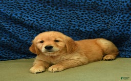Golden Retriever dogs for sale: Lex - Listing for pets: Lilly, Linda, Lizzy, Lex, Ludwig - Image 3