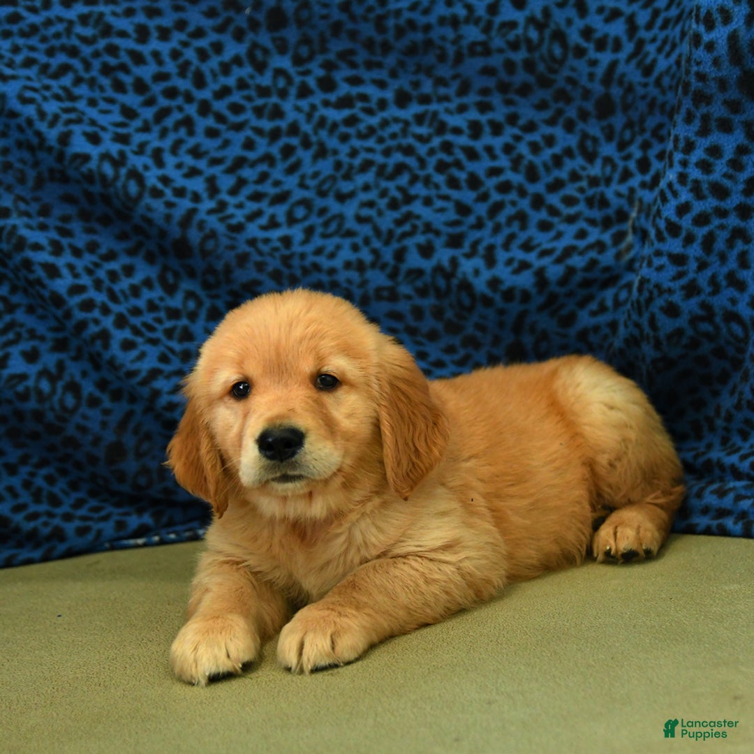 Golden Retriever dogs for sale: Lex - Listing for pets: Lilly, Linda, Lizzy, Lex, Ludwig - Image 3