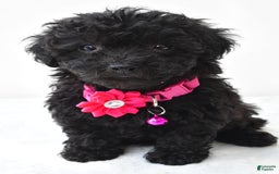 Miniature Poodle dogs for sale: Maggie - Image 8