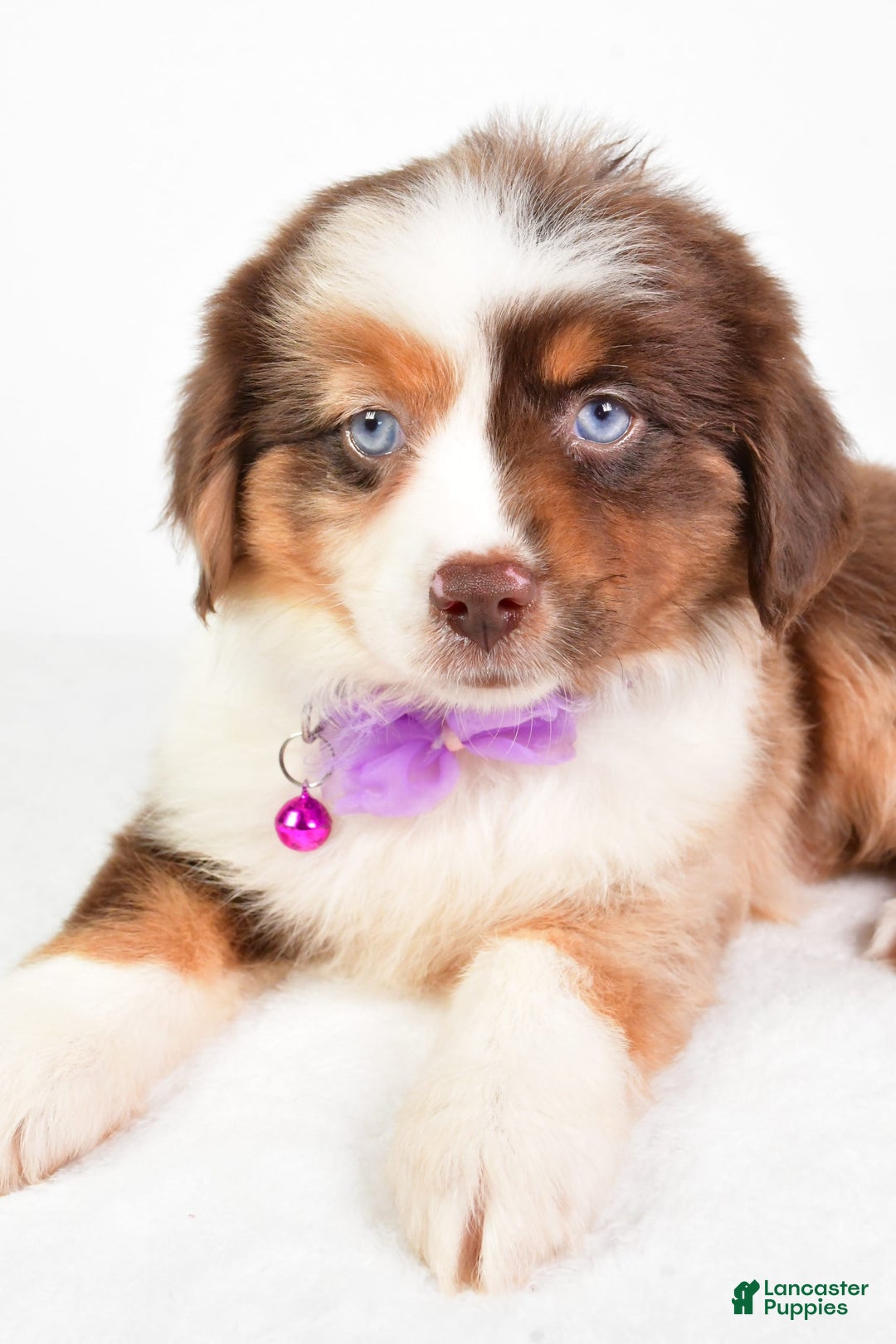 Miniature Australian Shepherd dogs for sale: Teresa - Image 2