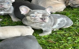 French Bulldog dogs for sale: Harvey - Image 4