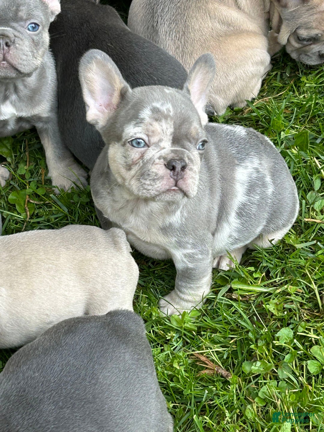 French Bulldog dogs for sale: Harvey - Image 4