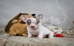 Chihuahua dogs for sale: Tyranus - Image 6