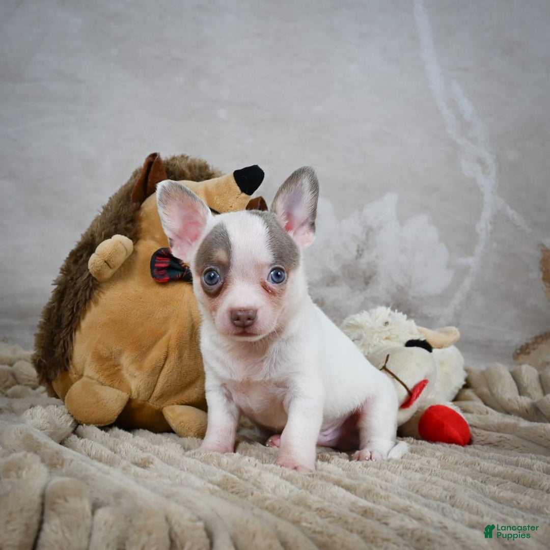 Chihuahua dogs for sale: Tyranus - Image 6