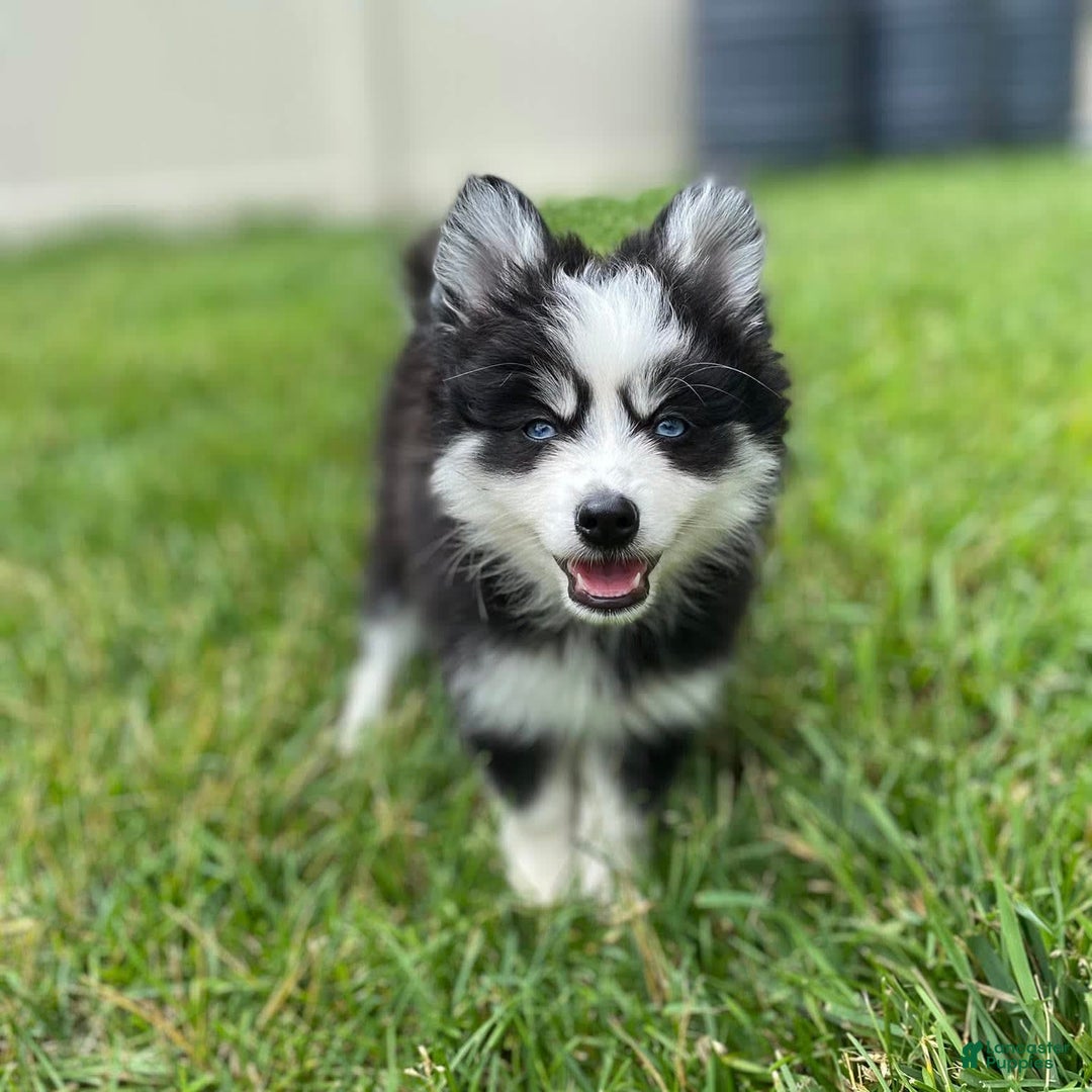 Pomsky dogs for sale: Luffy - Image 13