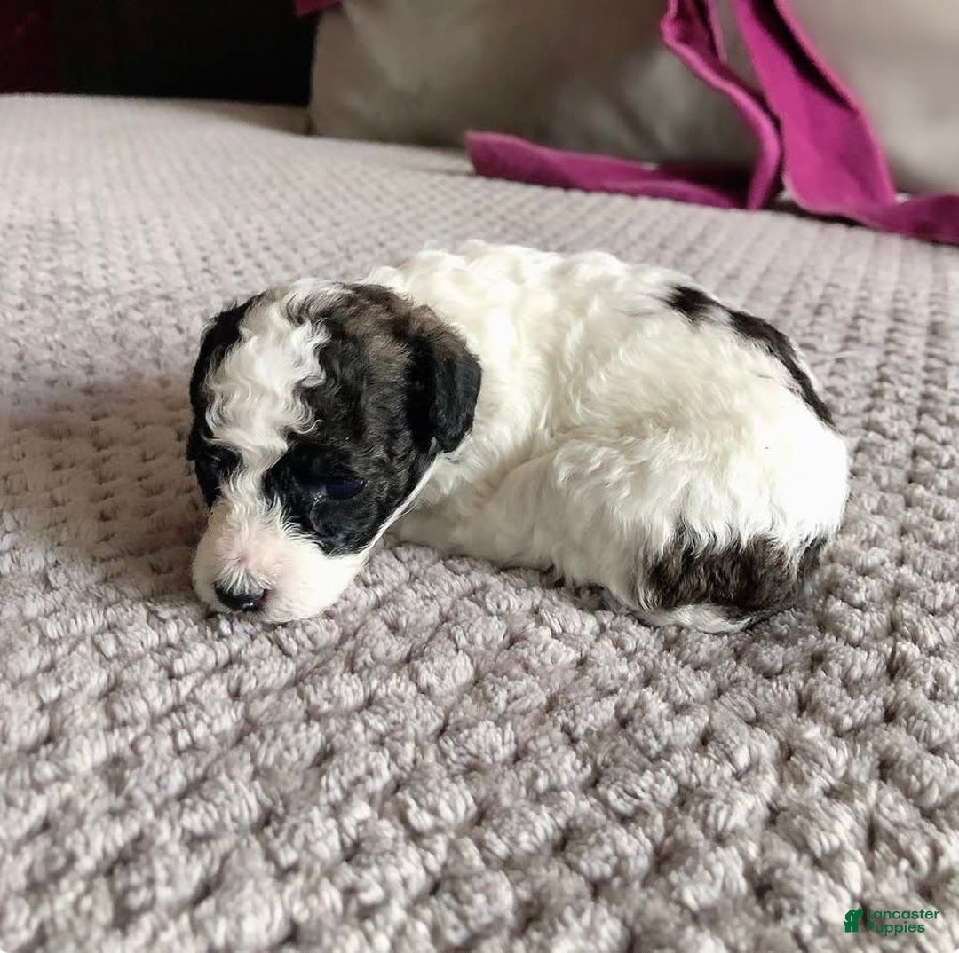 Toy Poodle dogs for sale: Mark Antony - Image 3