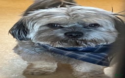Teddy Bear dogs for sale: Sandy - Image 6