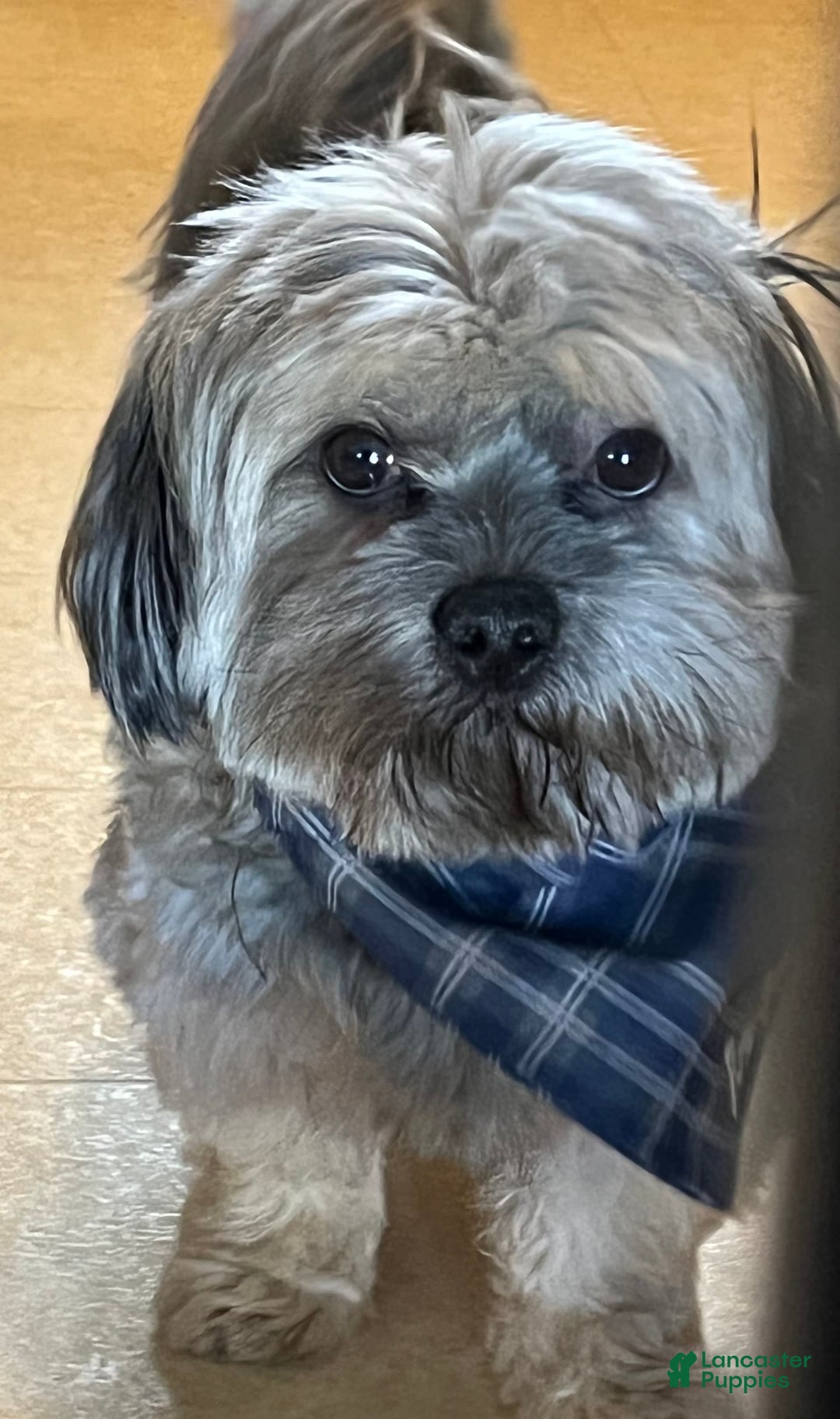 Teddy Bear dogs for sale: Sandy - Image 6