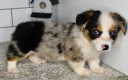 Welsh Corgi Pembroke dogs for sale: Molly - Image 1