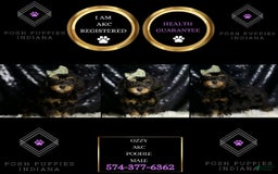 Miniature Poodle dogs for sale: Ozzy - Image 4