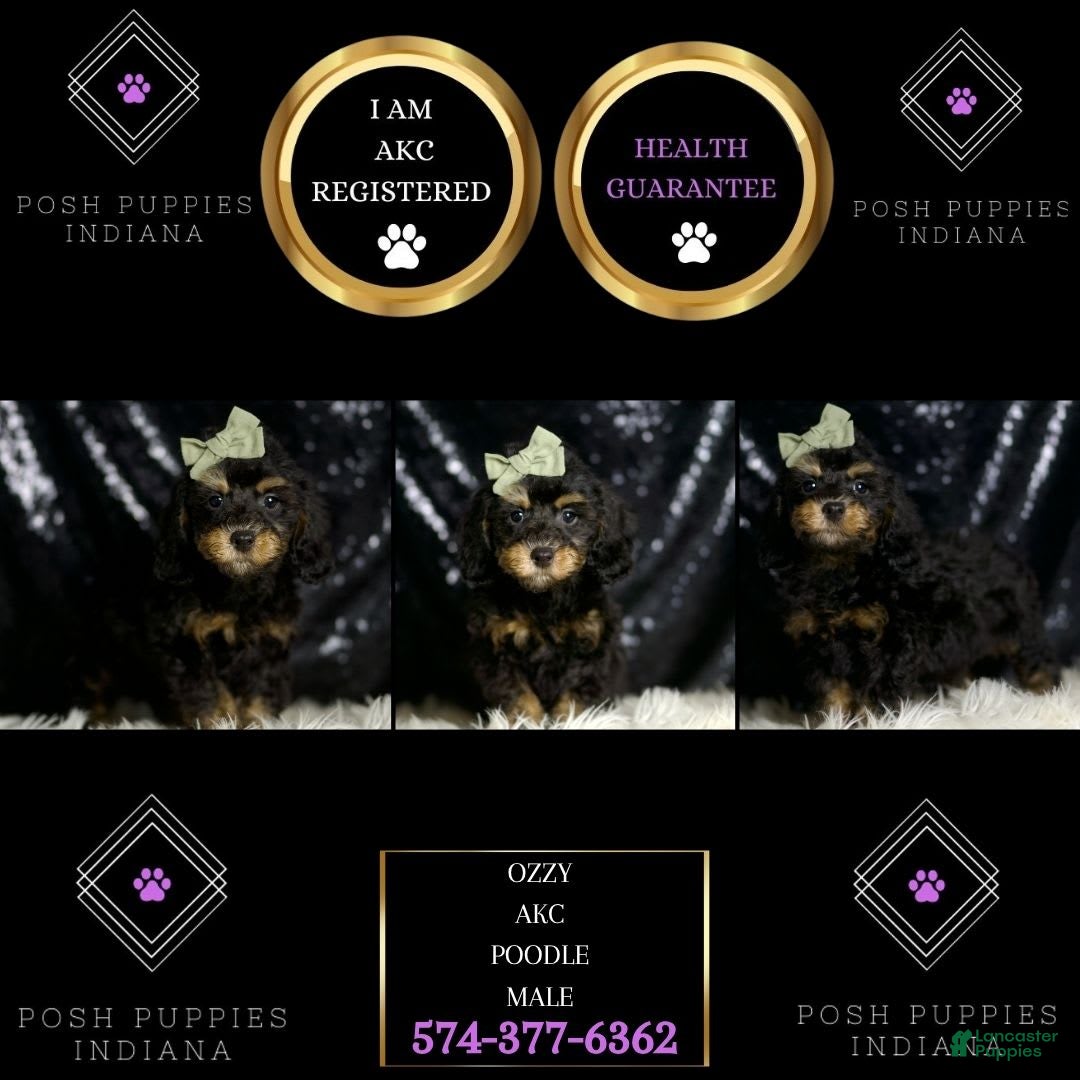 Miniature Poodle dogs for sale: Ozzy - Image 4