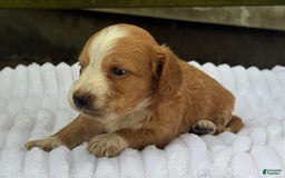 Miniature Dachshund dogs for sale: Dori - Image 4