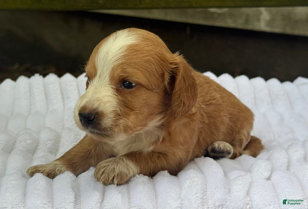Miniature Dachshund dogs for sale: Dori - Image 4
