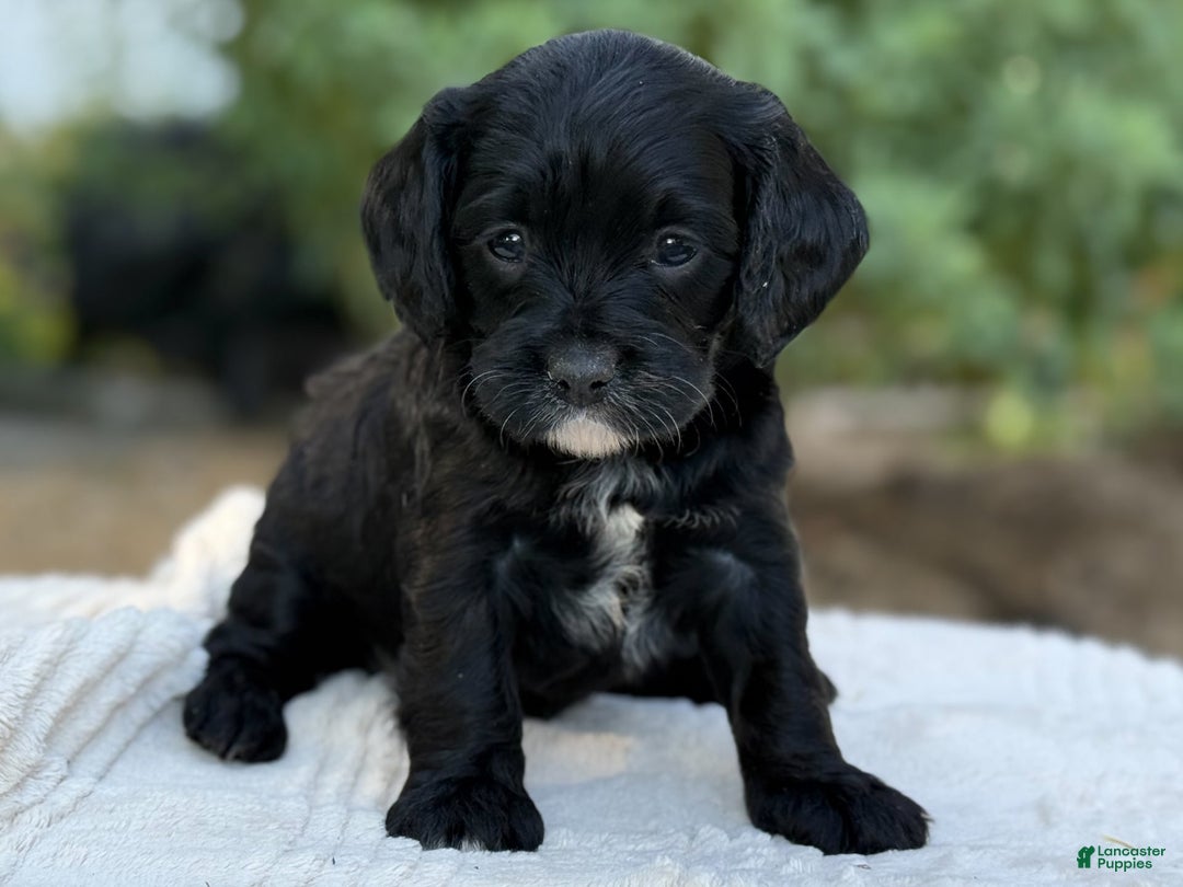 Cavapoo dogs for sale: Lucy - Image 15