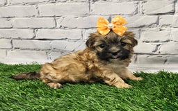 Morkie dogs for sale: Melody - Image 2