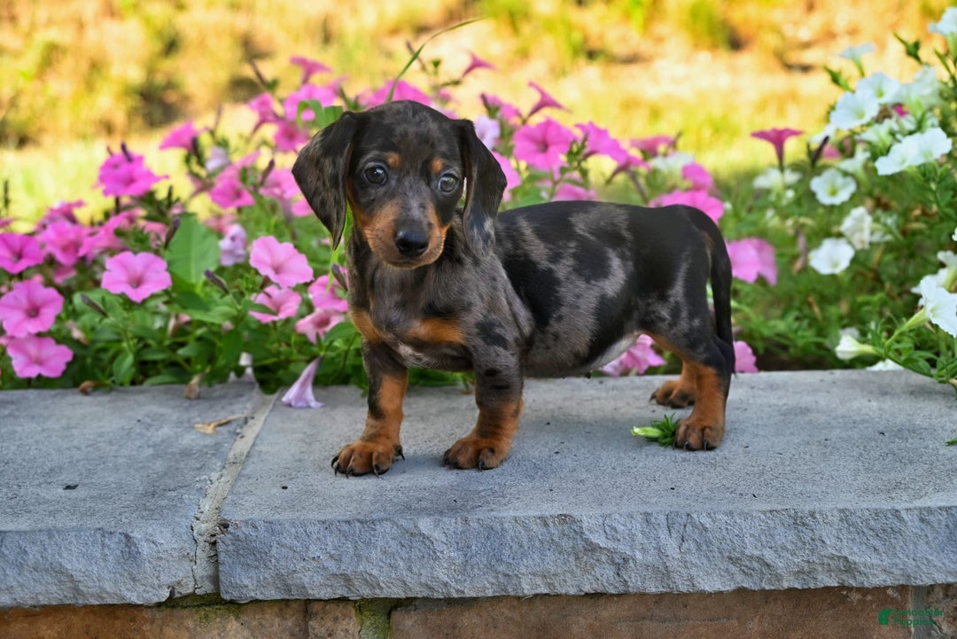 Miniature Dachshund dogs for sale: Sophie - Image 3