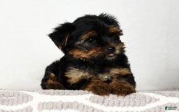 Yorkshire Terrier dogs for sale: Daisy - Image 9