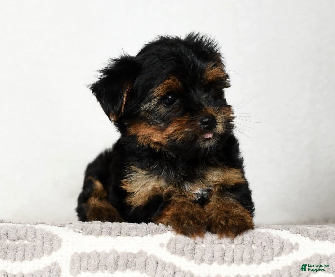 Yorkshire Terrier dogs for sale: Daisy - Image 9