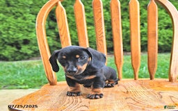 Miniature Dachshund dogs for sale: Twinkle - Image 2